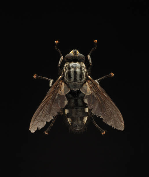 istock macro shot of a fly 1126443699
