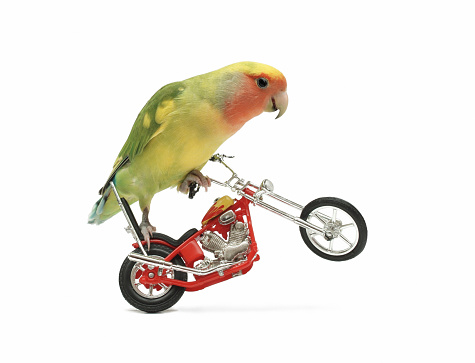 a peach-faced lovebird is perched on a toy motorcycle with its front wheel in the air, in white setting.