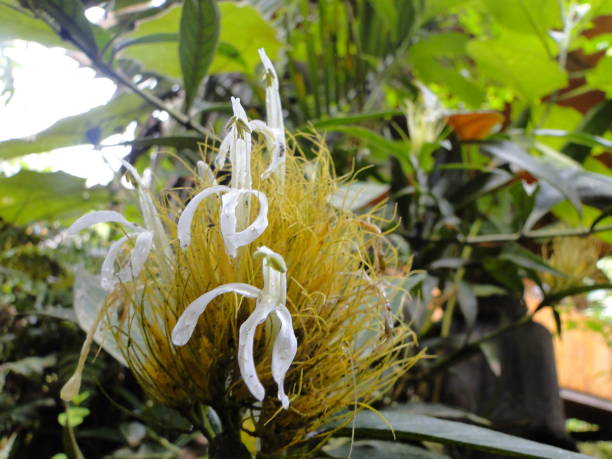 istock Blooming flowers in the rainforest 1126445267