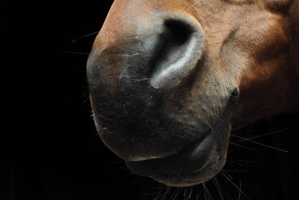 istock Close-up of the profile of a horse's muzzle 1126445371
