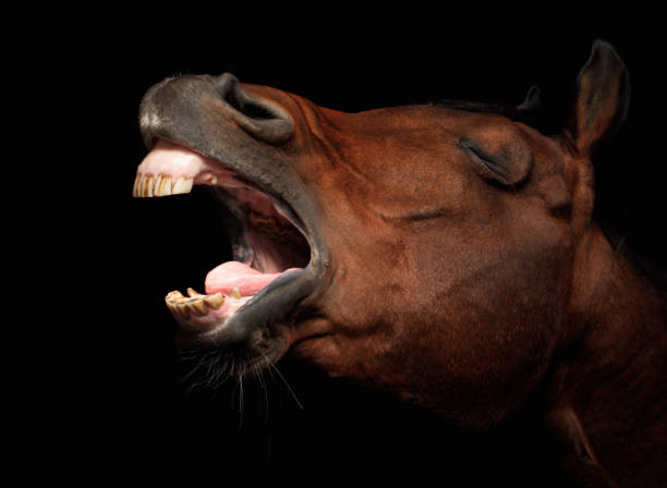 Close-up of a stallion neighing Close-up of the profile of a stallion's head as it neighs, against a black background restraint muzzle photos stock pictures, royalty-free photos & images