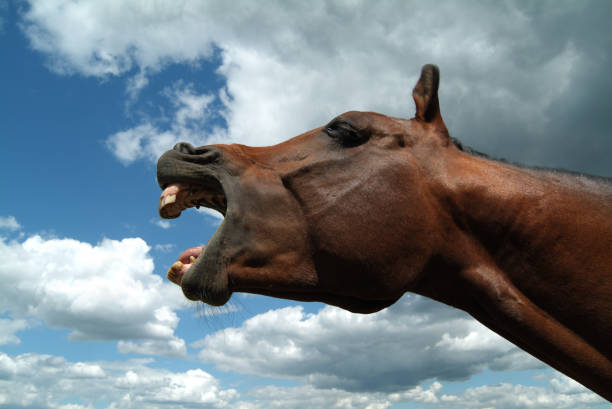istock horse neighing with a cloudy sky 1126445478