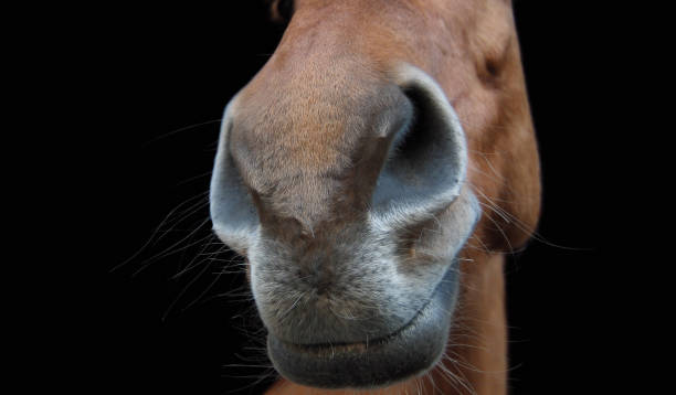 istock close-up of a horses snout 1126445479