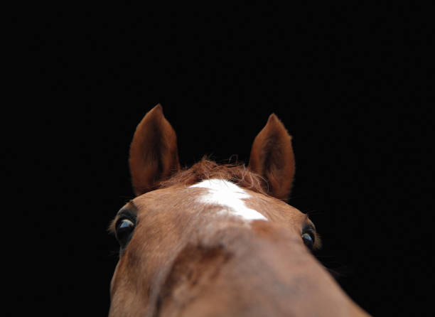 istock Top of a horse head 1126445586