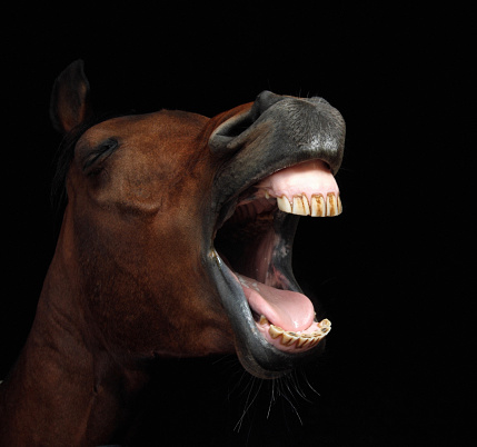 A portrait of a stallion neighing against a black background