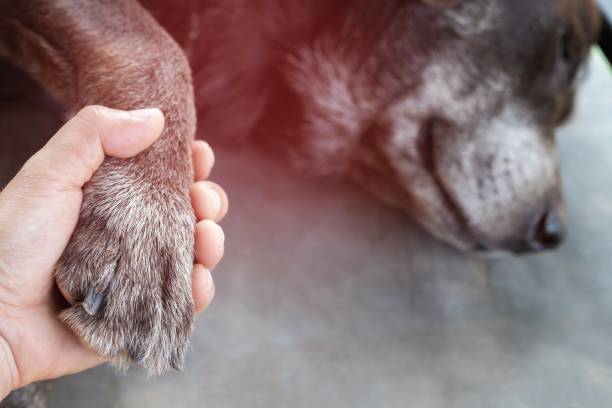 istock owner petting his dog, Hands holding paws dog are taking shake hand together while he is sleeping or resting with closed eyes. empty space for text. Emphasize the red area showing illness. 1126446018