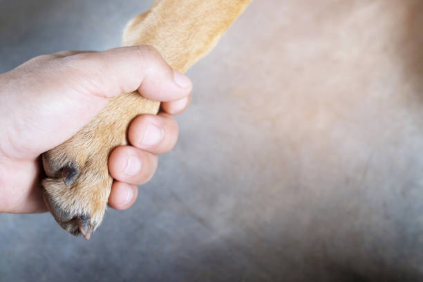 istock owner petting his dog, Hands holding paws dog are taking shake hand together while he is sleeping or resting with closed eyes. empty space for text. 1126446030
