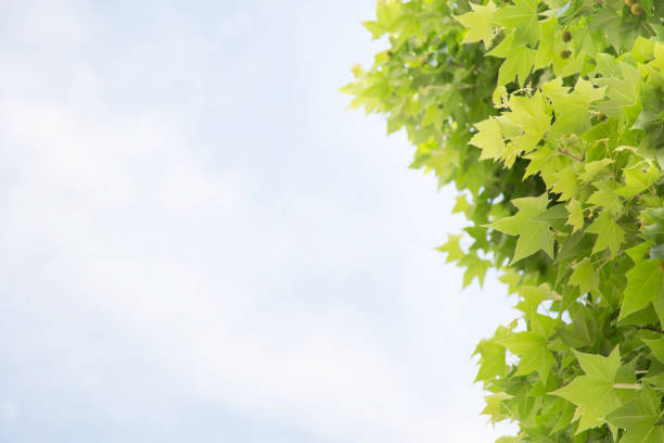 Green leaf of a maple tree against blue sky spring background with fresh leaves in sunlight. Leave empty copy space for writing messages.