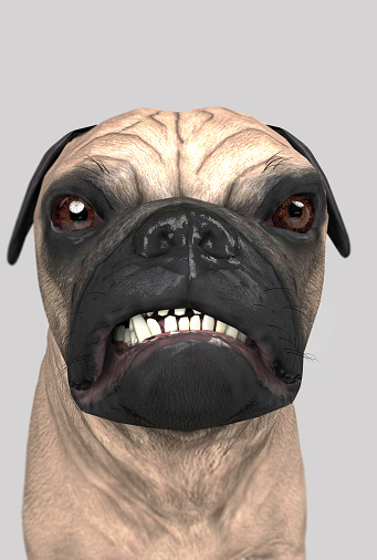 Angry pug looking not glad and not satisfied wide angle 3d illustration