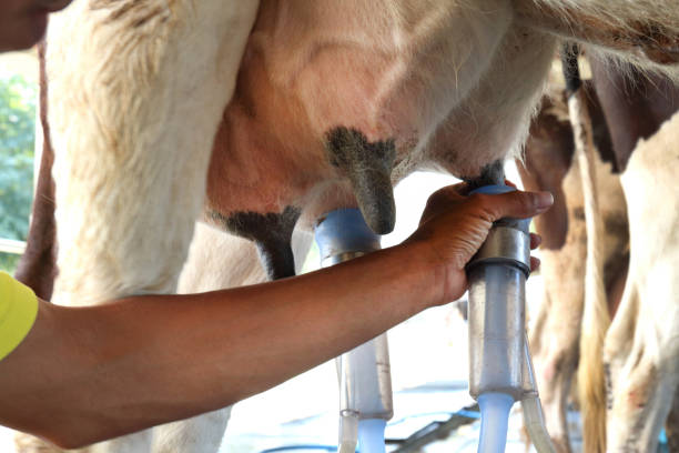 istock Cow milking facility and mechanized milking equipment 1126447302