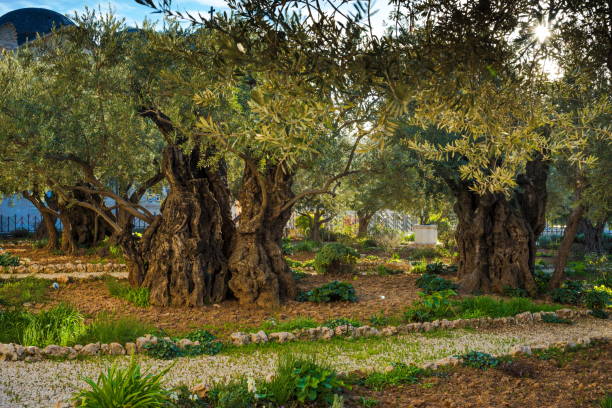 olive tree garden - getsemaní, jerusalén - mount of olives fotografías e imágenes de stock