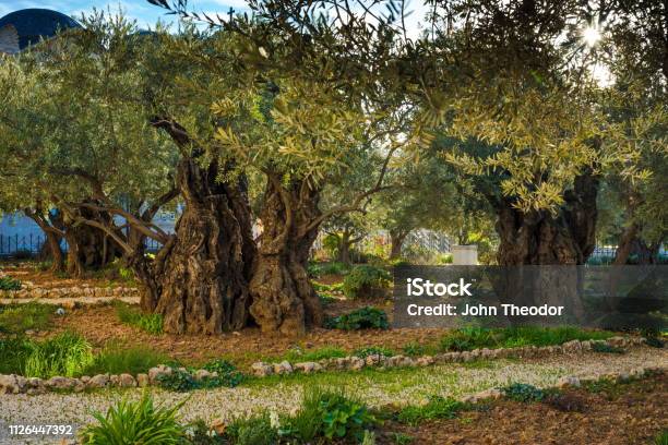 Olive Tree Garden Gethsemane Jerusalem Stock Photo - Download Image Now - Garden Of Gethsemane, Mount of Olives, Israel