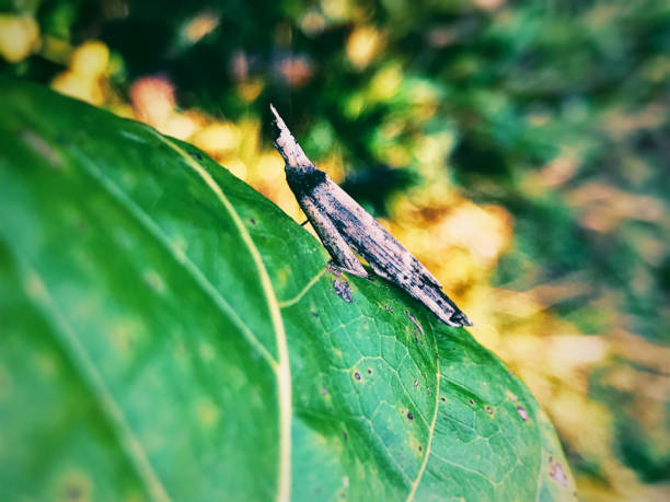 cavalletta su foglia. - locust epidemic grasshopper pest foto e immagini stock