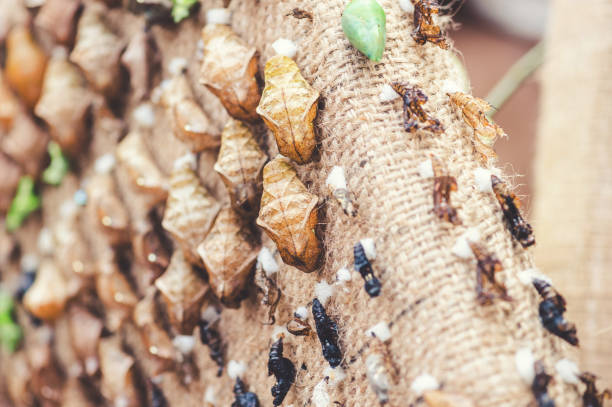 istock Lines of  Butterfly Cocoons 1126448258