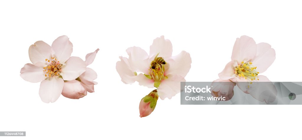Beautiful almond flowers isolated on white background. Spring pink blossom in different forms, bee and buds. Tender flowers isolated. Spring pink blossom in different forms, bee and buds. Tender flowers isolated. Beautiful almond flowers isolated on white background. Flower Stock Photo