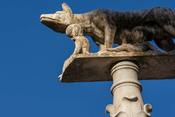istock Lupa Senese - Wolf female - Siena Italy 1126448944