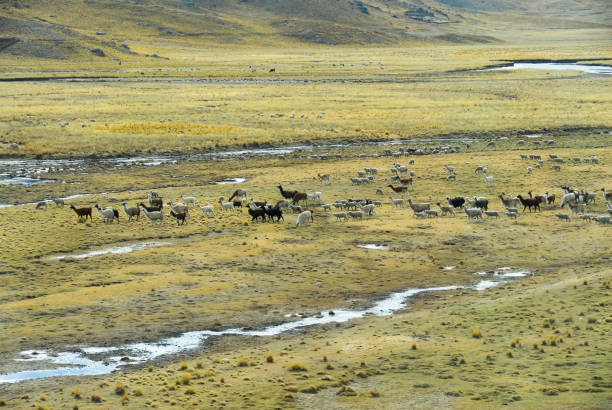 istock Sacred Valley of the Incas. Cusco to Puno, Peru. 1126448984