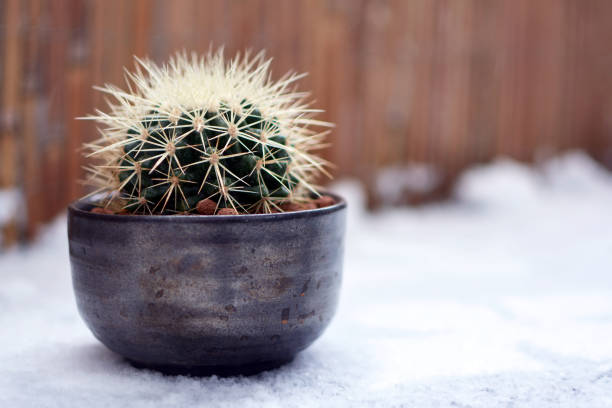 echinocactus grusonii golden barrel cactus de balle ou de la mère dans le coussin du droit dans la position de pot de fleur dans la neige - grusonii photos et images de collection