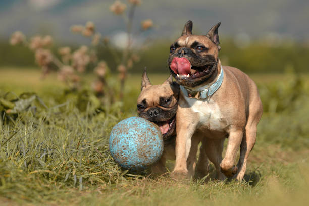 Outdoor dog photography