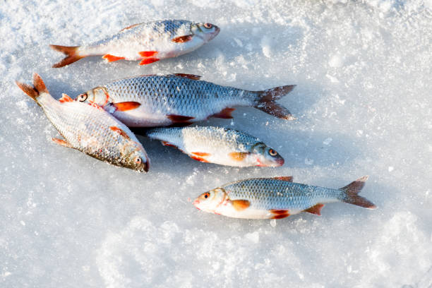 istock Fishing in the winter season under ice 1126451918