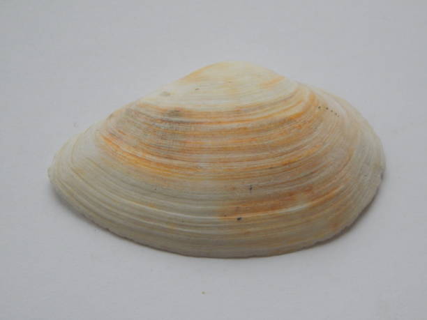 istock Sea and ocean shell on white background 1126451954