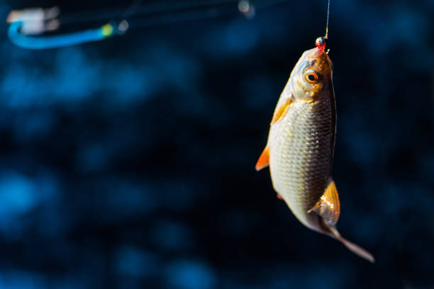 Recreational winter fishing under ice, sunny day, fish on ice