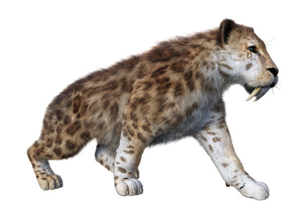 108,854 Extinct Animals Stock Photos, Pictures & Royalty-Free Images - iStock | Extinction, Endangered species, Mammoth 108,854 Extinct Animals Stock Photos, Pictures & Royalty-Free Images - iStock | Extinction, Endangered species, Mammoth