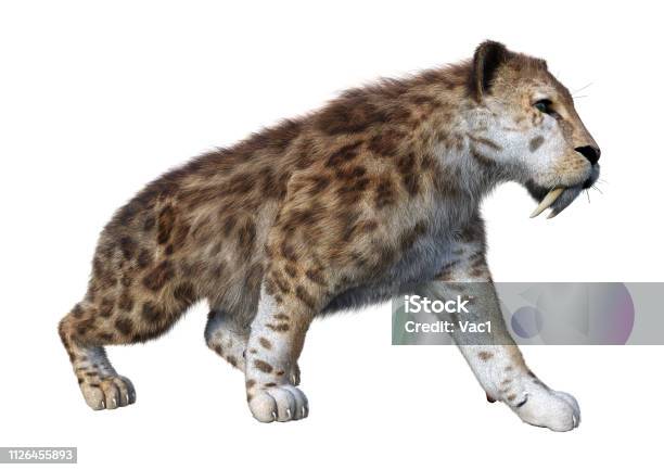3d Illustration Sabertooth Tiger On White Stock Photo - Download Image Now - Saber-Toothed Cat, Extinct, Animal