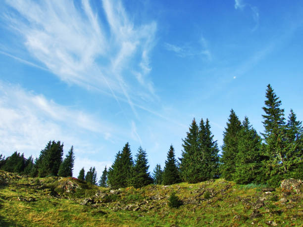 istock Evergreen trees on the plateau beneath the mountain ranges Churfirsten 1126458250