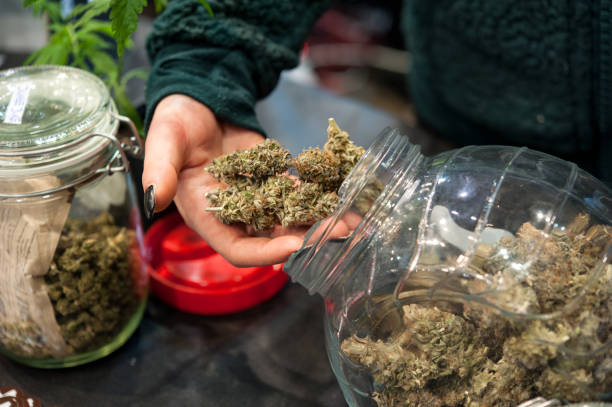 istock Handful of Light Cannabis Sativa 1126458339