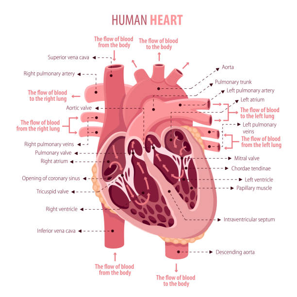 illustrations, cliparts, dessins animés et icônes de amri du coeur humain - valvule humaine