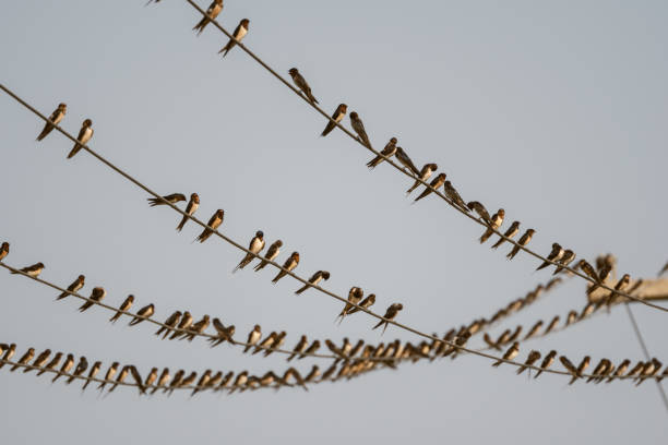 istock Large flock of Barn swallows resting on cables 1126460469