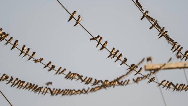 istock Large flock of Barn swallows resting on cables 1126460564