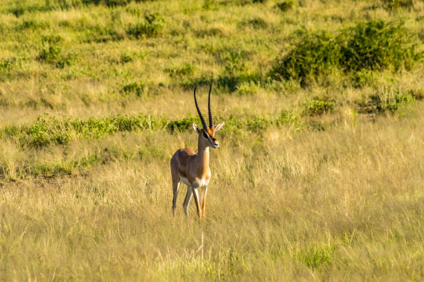 istock Antelope seen in profile in the savannah 1126463256