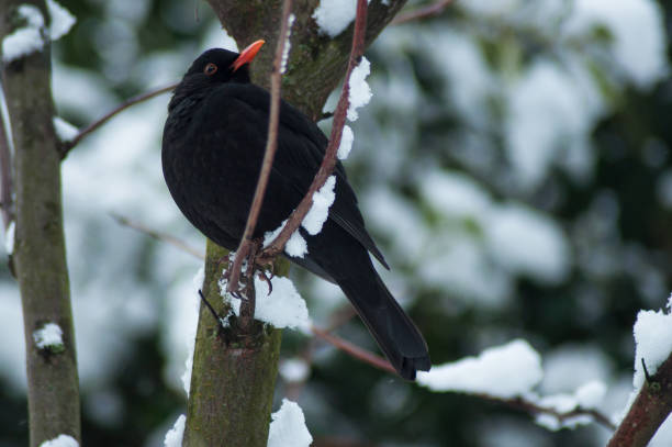 istock crow on snowy branch in the tree in urban park 1126463257