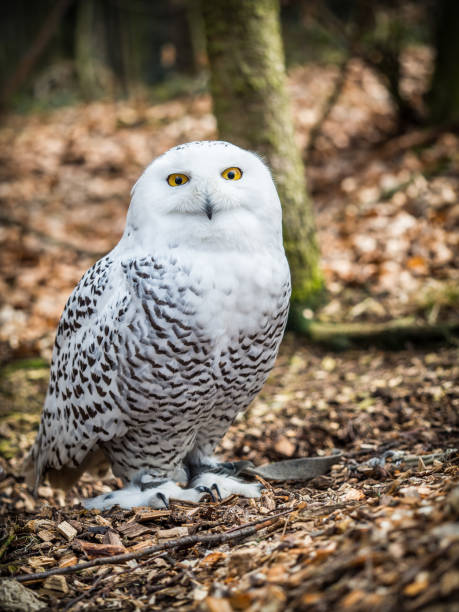 istock The snowy owl sitting in the wood 1126464521
