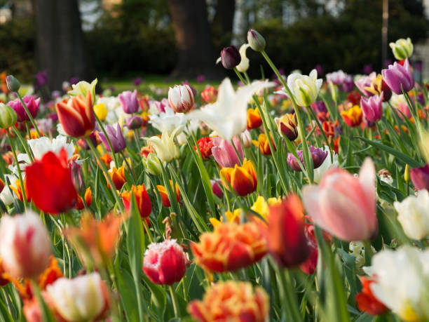 istock Colorful tulips blooming in the park 1126464572