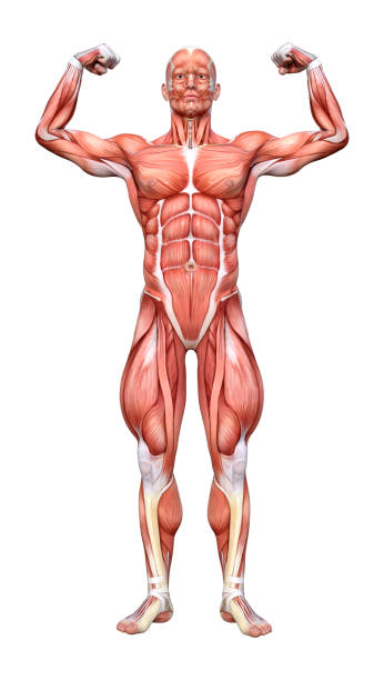 istock 3D illustration male figure with muscle maps on white 1126465558