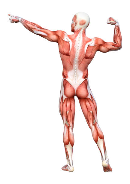 istock 3D illustration male figure with muscle maps on white 1126465590
