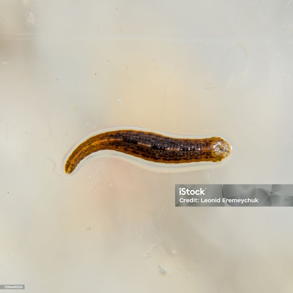 Đỉa Trên Kính Động Vật Hút Máu Lớp Con Giun Đũa Từ Lớp Loại Thắt ...