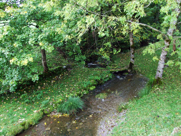 istock Fall colors in forests of Alpstein mountain range and Thur River valley 1126469522