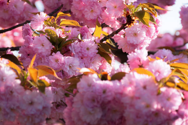istock cherry blossom. beautiful natural background 1126470063