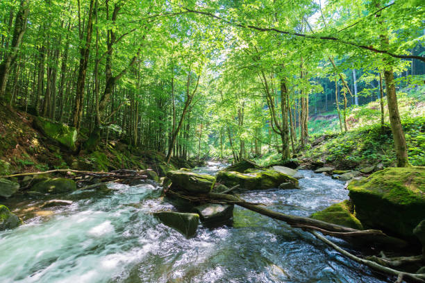 istock rapid stream among the rocks in the forest 1126470703