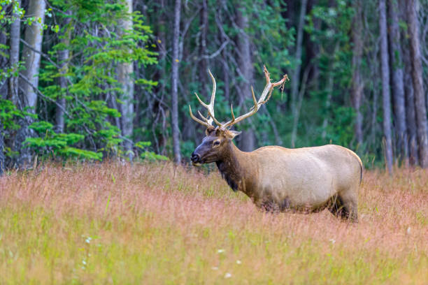 istock Jasper National Park in Alberta Canada 1126471088