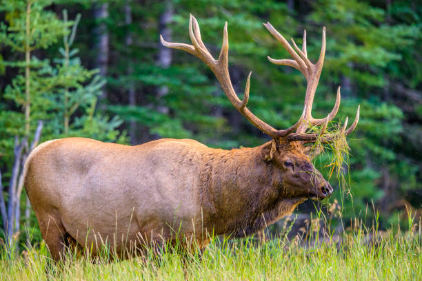 istock Jasper National Park in Alberta Canada 1126471555