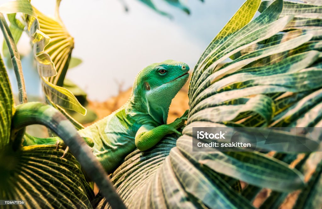 fiji banded iguana fiji banded iguana on the palm leaf Fiji Stock Photo