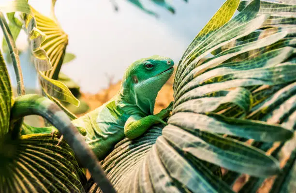 fiji banded iguana on the palm leaf