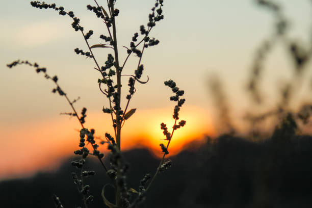 istock Dry wild plants on meadow 1126471847