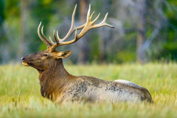 Bull elk with antler rack in Jasper National Park