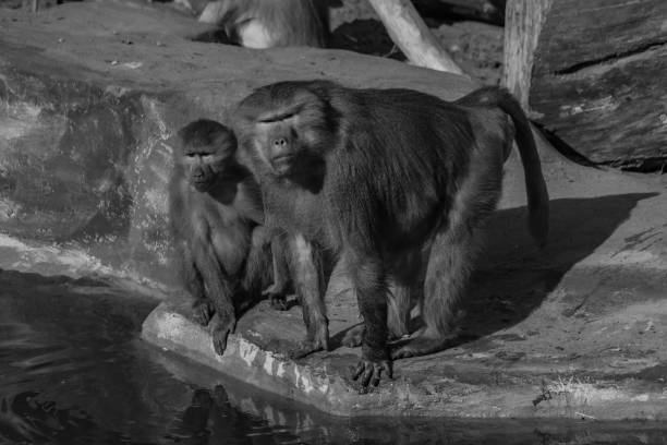 Two baboons showing their love by picking louses and other parasites from each others fur